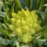 Potagères - Chou Brocoli Romanesco Précoce - Légumes d'Autrefois - face recto